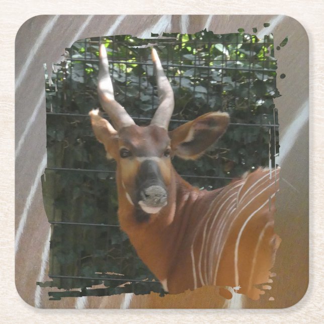 Bongo Antelope & Skin Border Coaster (Front)