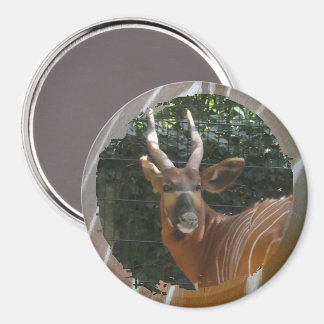 Bongo Antelope & Skin Border Magnet