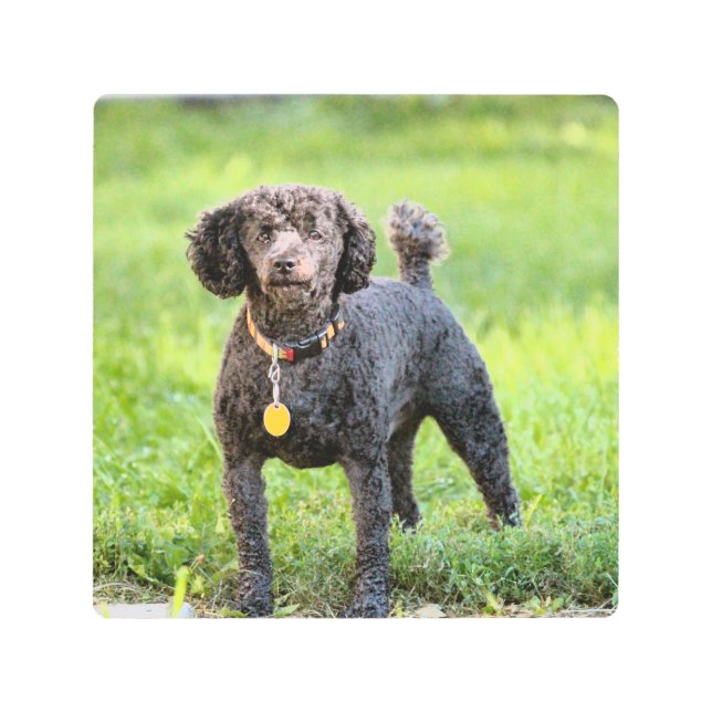 Bonjour Metal Print (Front)