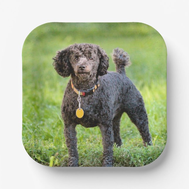 BonJour    Paper Plates (Front)