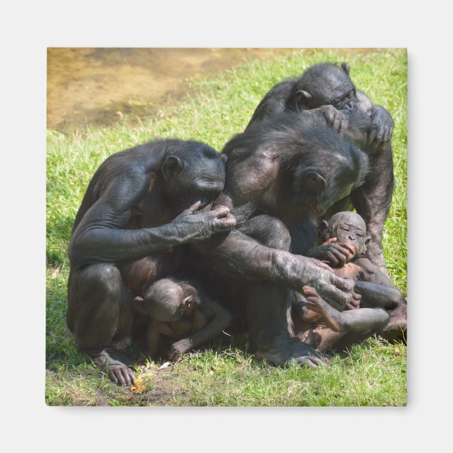 Bonobo Apes Magnet (Front)