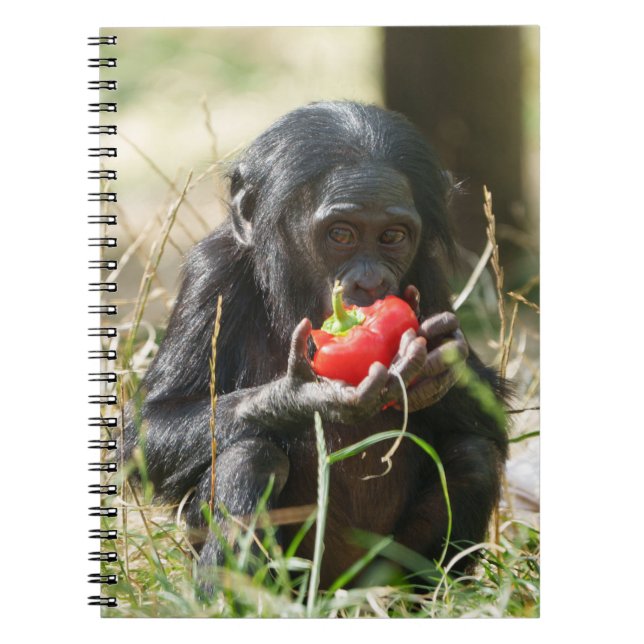 Bonobo's Picnic Notebook (Front)