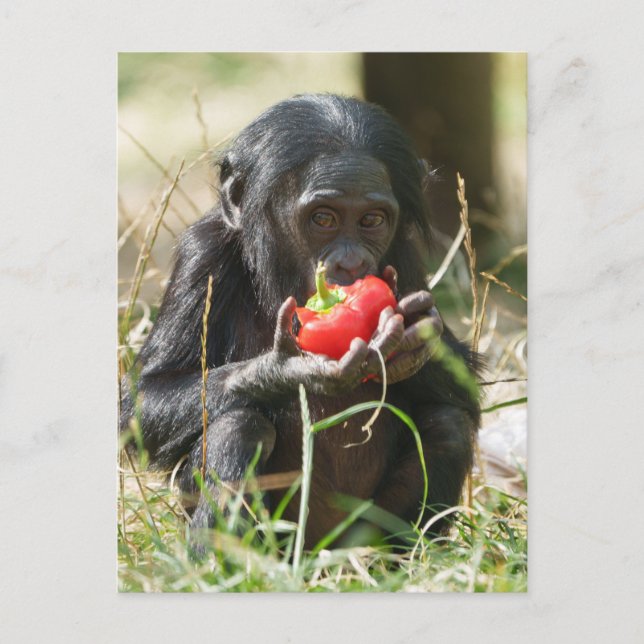 Bonobo's Picnic Postcard (Front)