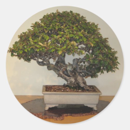 Bonsai at National Arboretum Washington DC Classic Round Sticker