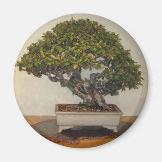 Bonsai at National Arboretum, Washington D.C. Magnet