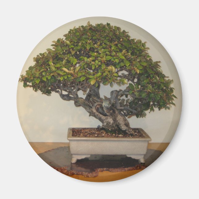 Bonsai at National Arboretum, Washington D.C. Magnet (Front)