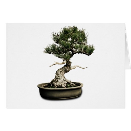 Bonsai Cards (Front Horizontal)