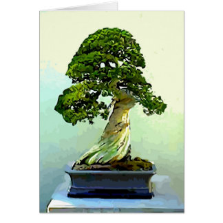 Bonsai Cypress Tree Cards