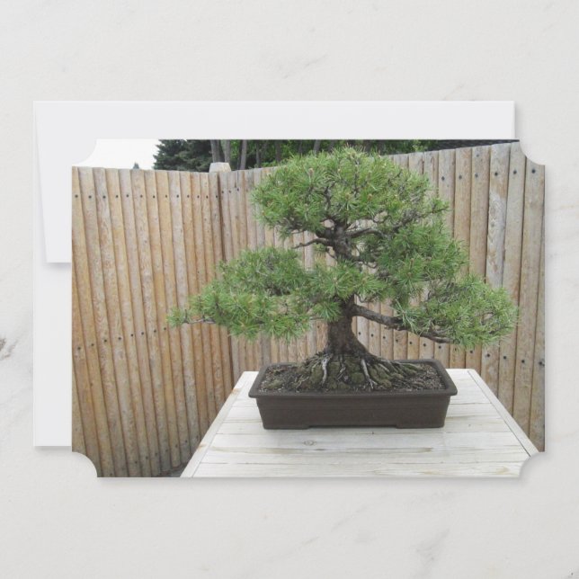 Bonsai Mugo Pine Wedding Invitations (Front)
