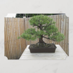 Bonsai Mugo Pine Wedding Invitations