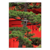 Bonsai Pine Tree (Front)