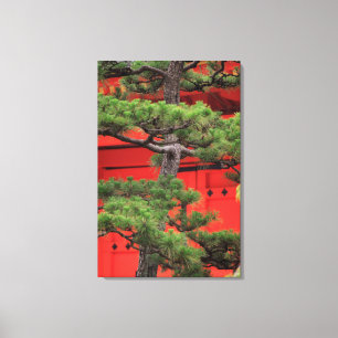 Bonsai Pine Tree Canvas Print