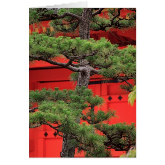 Bonsai Pine Tree Cards (Front)