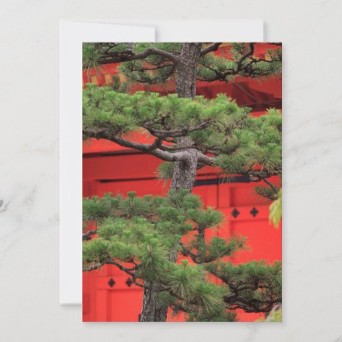 Bonsai Pine Tree Thank You Card