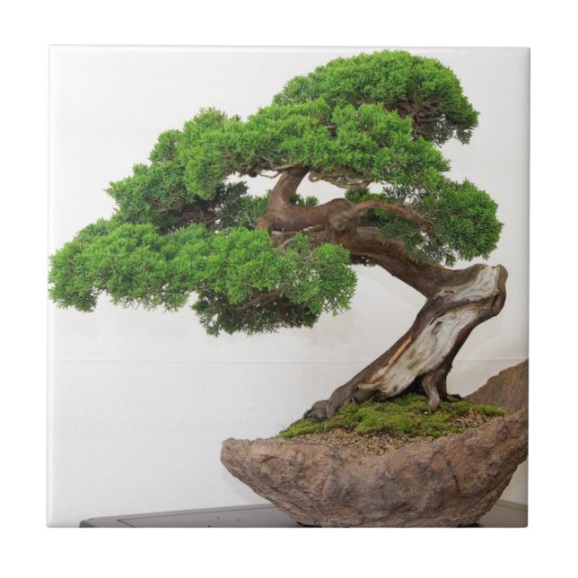 Bonsai tree- natural tile (Front)
