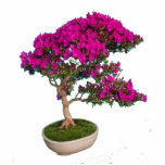 Bonsay Fuxia Cutout<br><div class="desc">Preciosa foto escultura de un bonsay para decorar tu hogar</div>