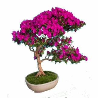 Bonsay Fuxia Cutout