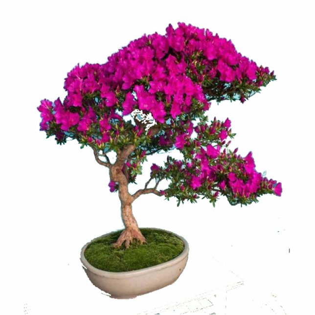 Bonsay Fuxia Cutout (Front)