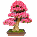 Bonsay Rosa Cutout<br><div class="desc">Preciosa foto escultura de un bonsay para decorar tu hogar</div>