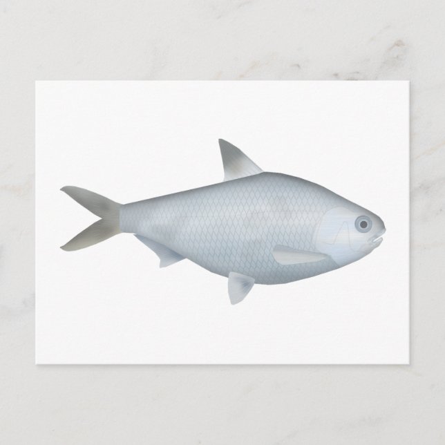 Bony Bream Postcard (Front)