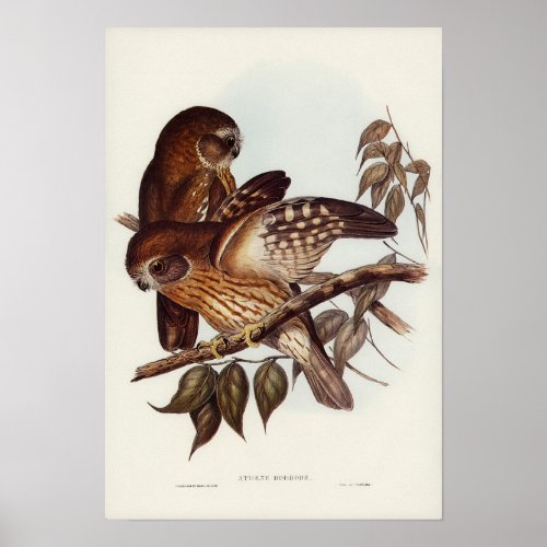Boobook Owl by Elizabeth Gould Poster