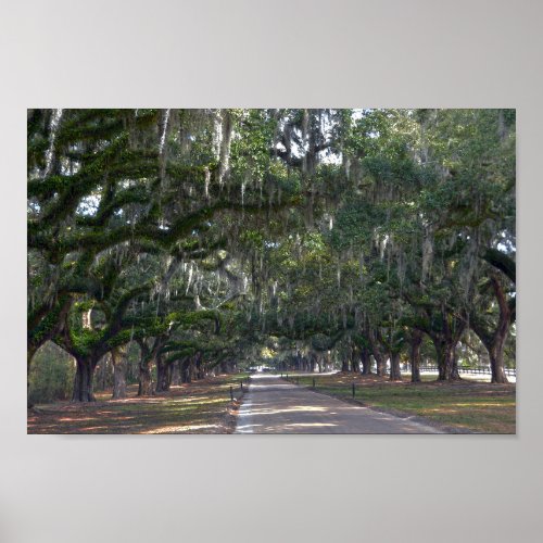 Boone Hall Plantation Avenue of Oaks Poster