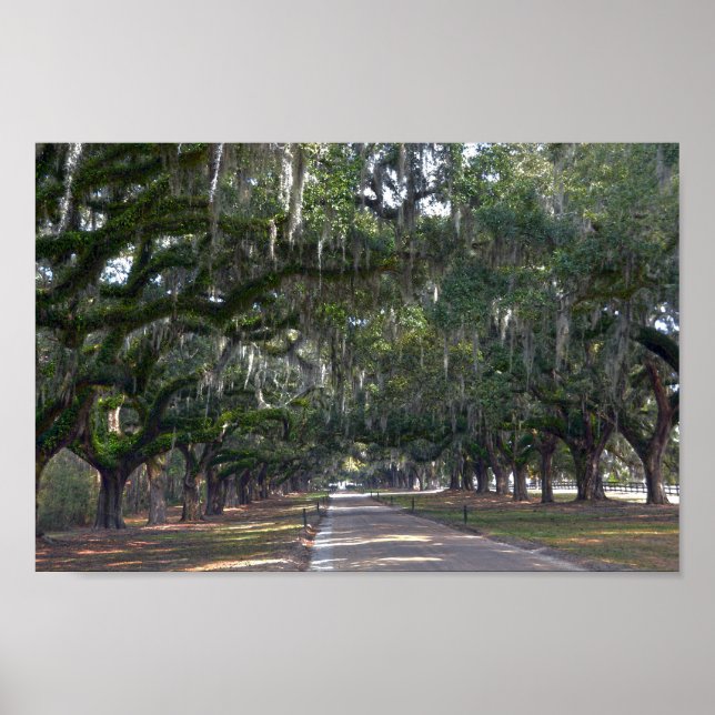 Boone Hall Plantation Avenue of Oaks Poster (Front)
