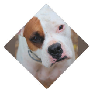 Boop graduation cap topper