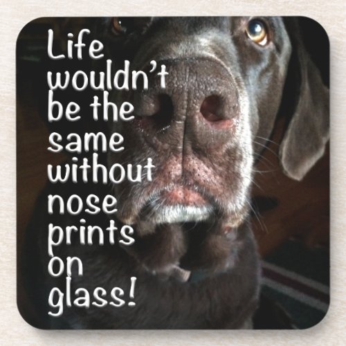 Boop My Nose Chocolate Lab Close_Up Photograph Beverage Coaster