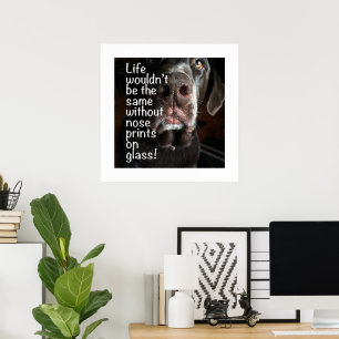 Boop My Nose Chocolate Lab Close-Up Photograph Poster