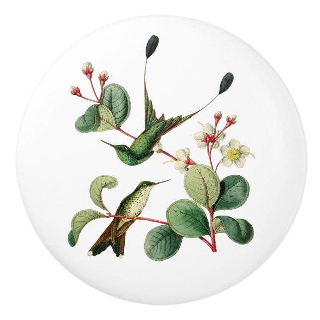 Booted Racket Tail Hummingbird Ceramic Knob (Front)