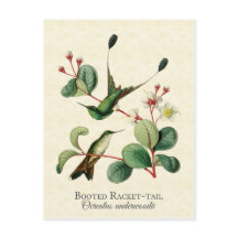 Booted Racket Tail Hummingbirds Art Postcard