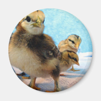 Boots and Friends, Chicks Magnet