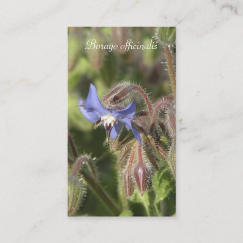 Borago officinalis blue flower close_up business card
