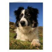 Border Collie (Front)