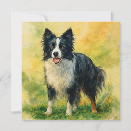 Border Collie (Front)