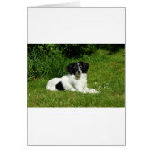 Border Collie (Front)