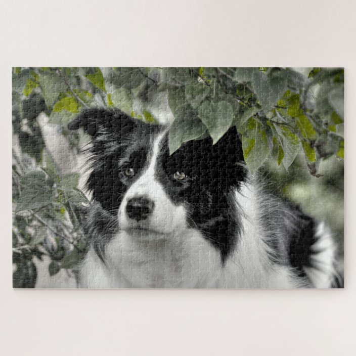 border collie puzzle