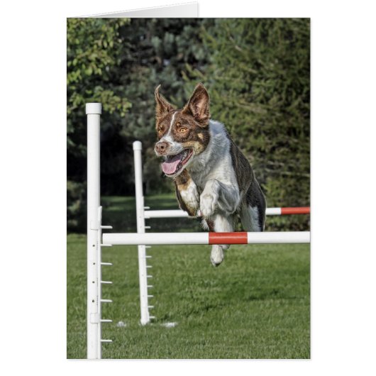 Border Collie Agility Card (Front)