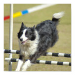 Border Collie Agility Poster