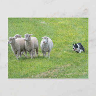 Border Collie and Ewes Postcard