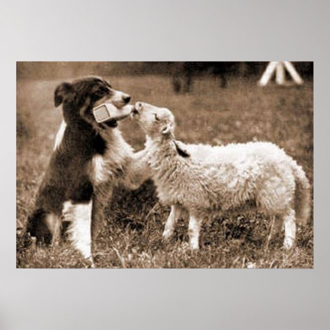 "Border Collie and Lamb"~Border Collie Poster (Front)