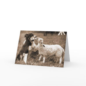 Border Collie and Lamb~Photo Card