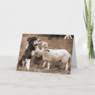 Border Collie and Lamb~Photo Card