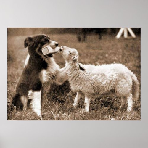 Border Collie and LambPoster Poster