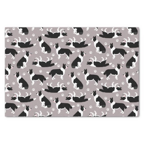 Border Collie and Paw Print Tissue Paper