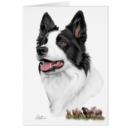 Border Collie and sheep Cards (Front)