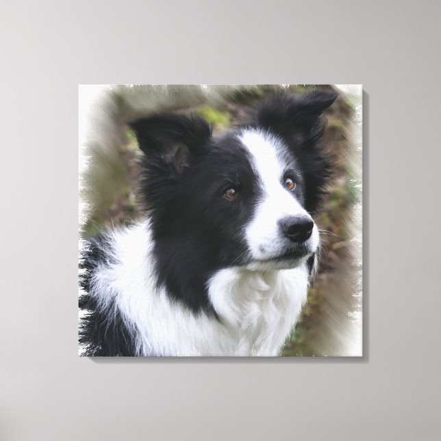 Border Collie Art Canvas Print (Front)