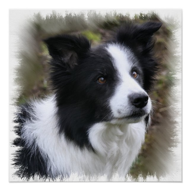Border Collie Art Poster (Front)