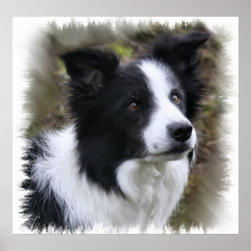 Border Collie Art Poster